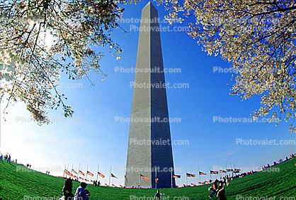Washington Monument, Cherry Blossom Trees