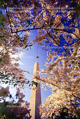 Cherry Blossom Trees at the Washington Monument