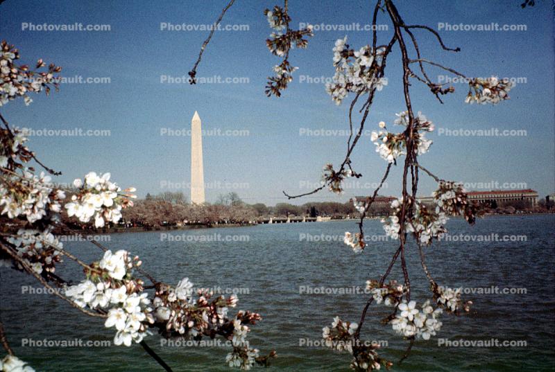 Cherry Blossoms, Trees, April 1964, 1960s