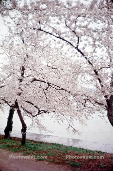 Cherry Blossom, Tree