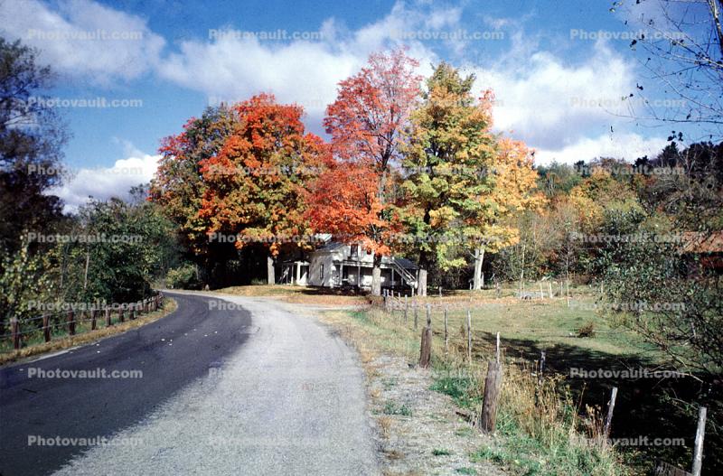fall colors, Autumn, Trees, Vegetation, Flora, Road, Home, House, Fence