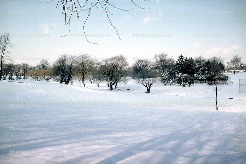 Trees in the Snow, Havertown, 1963, 1960s