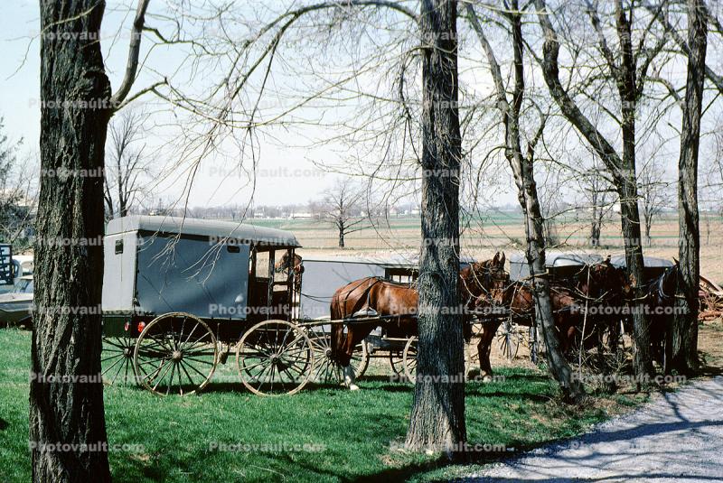 Amish Horse and Buggy, Amish country