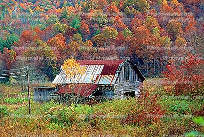 Barn, Forest, Woodlands, Autumn Colors, Appalachia, near Fontana