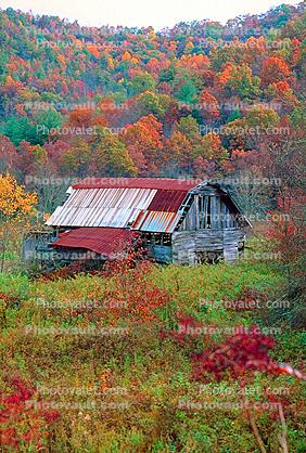 Forest, Woodlands, Barn, Appalachia, near Fontana, autumn