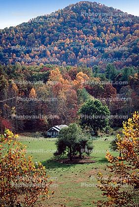 Forest, Woodlands, Bryson City, Appalachia, autumn