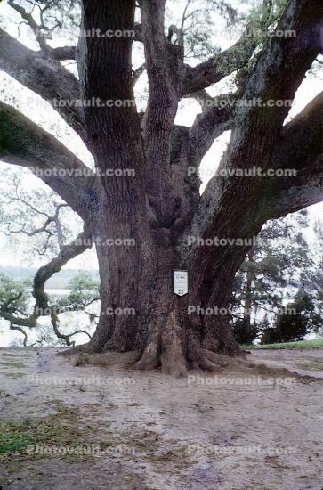 The Angel Oak, Middleton Oak Tree, 1950s