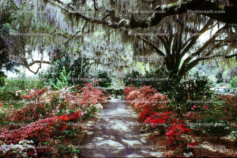 Garden, moss, flowers, Charleston, 1950s
