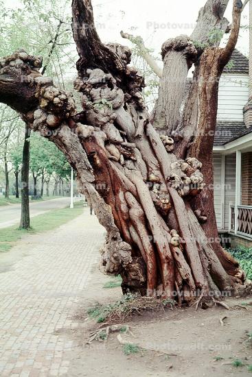 Gnarled Tree, Williamsburg