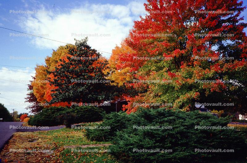 Autumn Trees, Colors