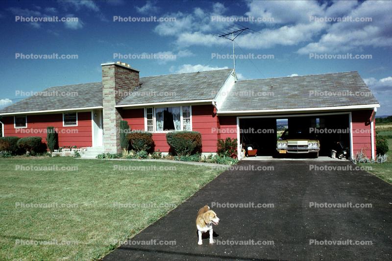 Home, House, Front Lawn, Garage, Driveway, Beagle, Car, Chimney, Summer