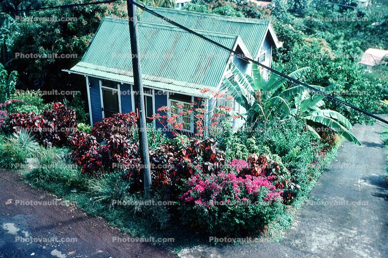 home, house, jungle, Bougainvillea
