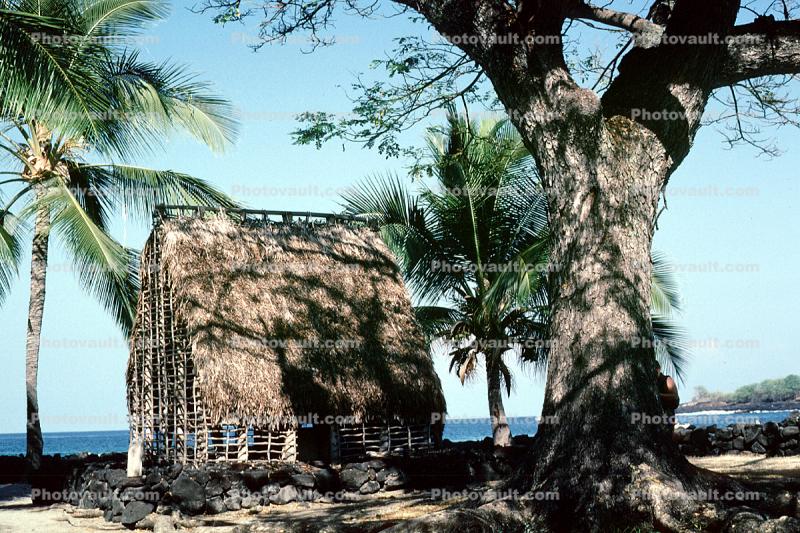 Palm tree roof, hut, building, Thatched Roof House, Home, grass roof, Hale O Keawe, grass hut, shack, trees, Thatched Roof building, Pu'uhonua o Honaunau National Historical Park, Sod