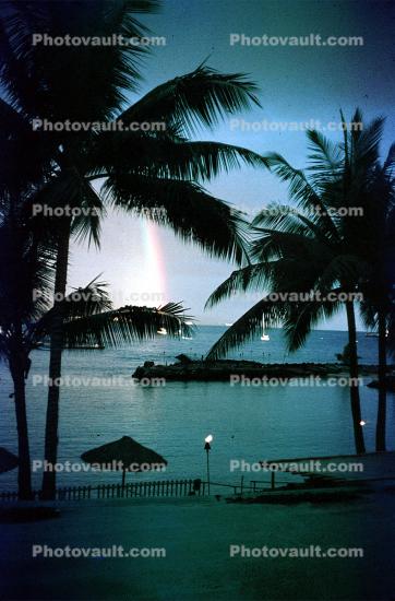 palm trees, rainbow