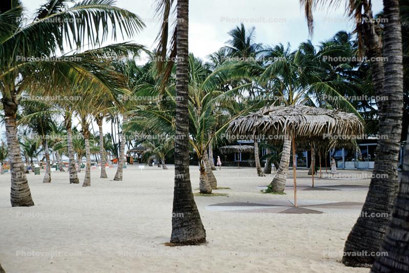 palm trees, beach, sand