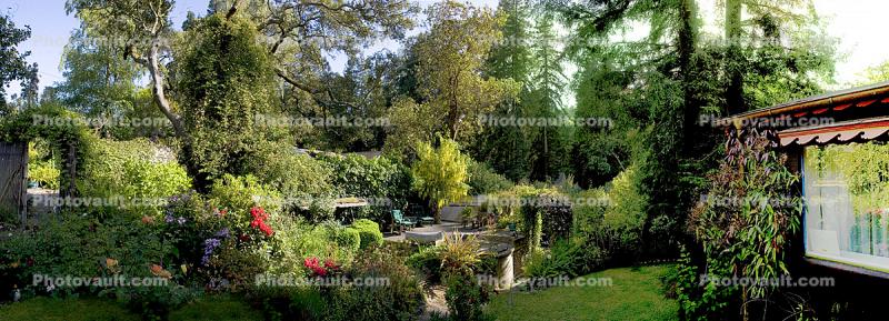 Backyard, lush, plants, jungle, Panorama