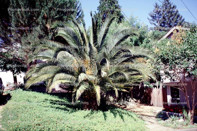 Palm Tree, garden