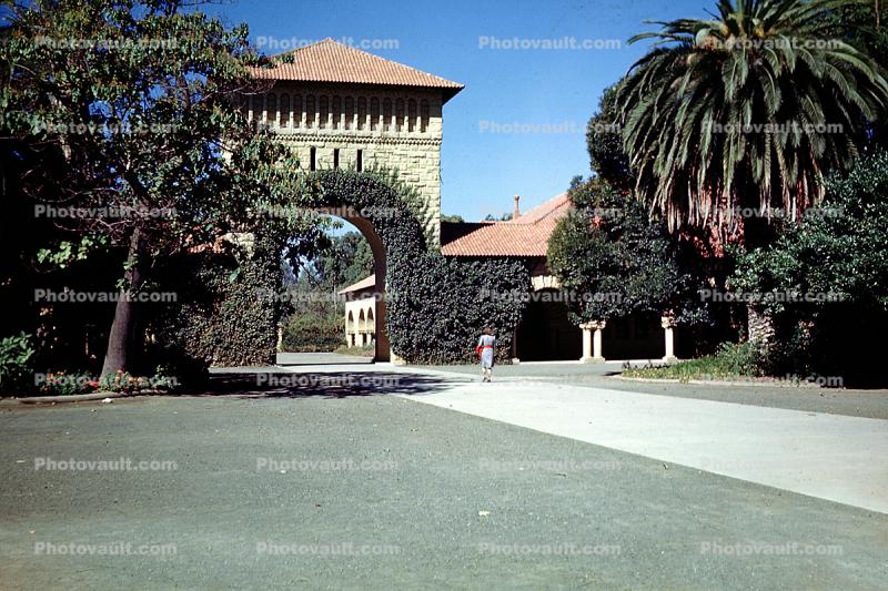 Stanford University, Ivy, Palm Tree, Path, Arch, Building, 1950s