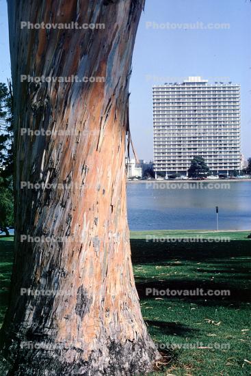 Tree Trunk, 1200 Lakeshore building, high-rise, Lake Merritt