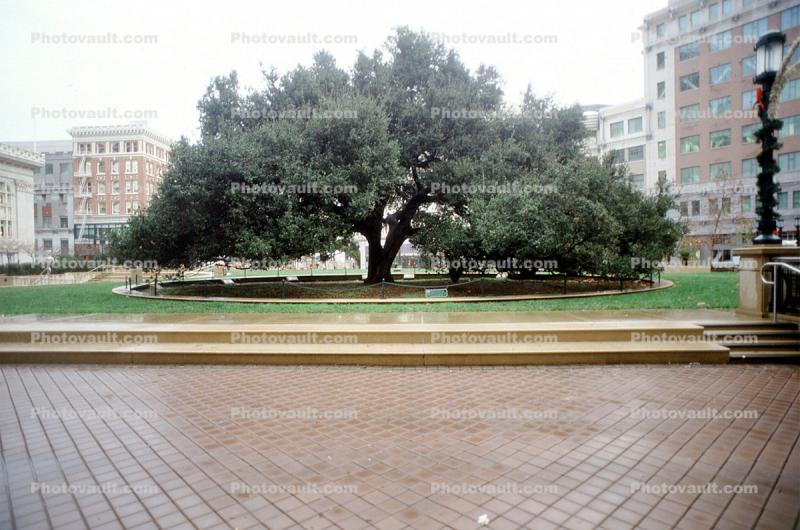 The Oakland Oak Tree