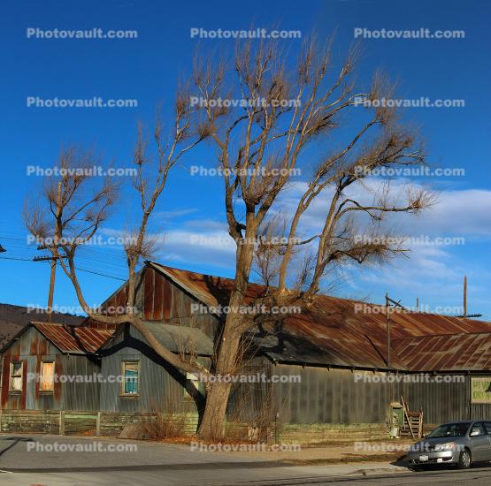 Trees, Barn, corrugated metal, rusty