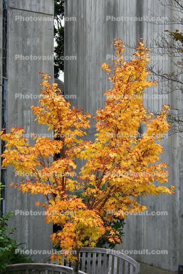 Tree, Autumn, Unitarian Church, Cement Building