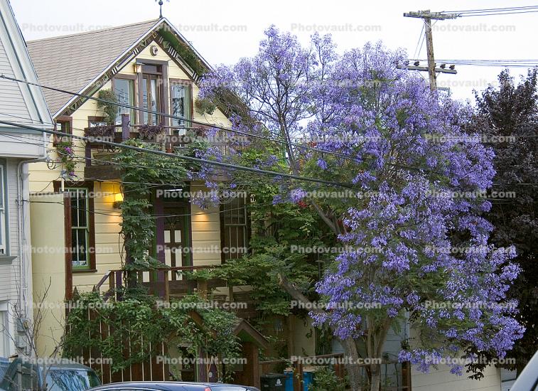 Purple tree, building, home, house, ivy