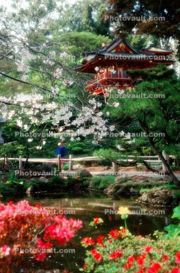 Hakone Japaneses Tea Garden, golden Gate Park, Blossoms