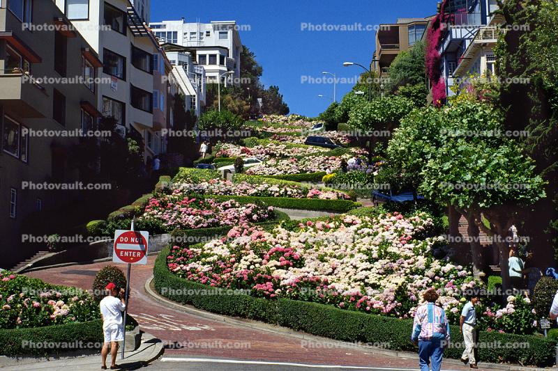 Hortensia Flowers, Hydrangea, Hairpin Turns, Switchback, S-curve, curviest, homes, houses, buildings