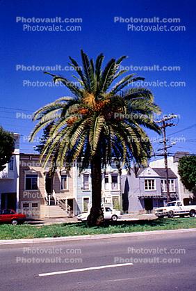 Palm Tree, homes, buildings, street