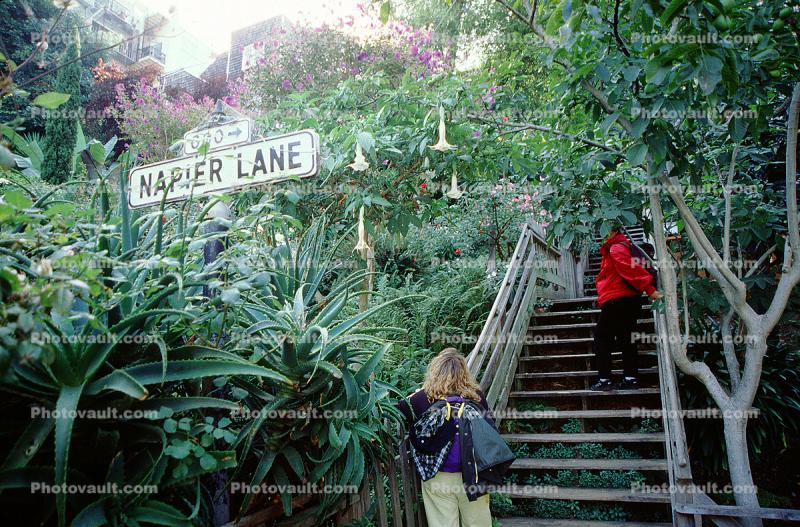 Napier Lane, Steps, Staircase, Stairs, Jungle, Trumpet Flowers