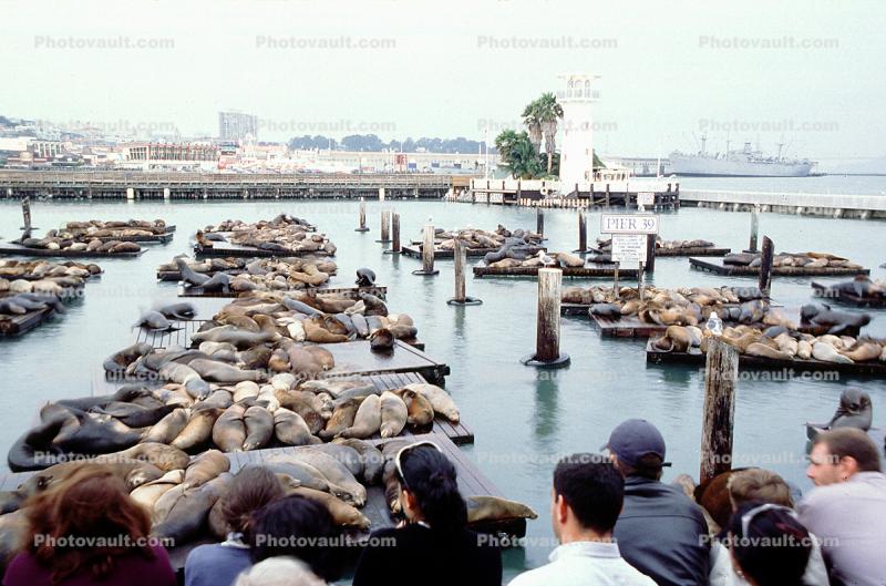 Harbor Seals, Pier-39, Docks, Forbes Restaurant