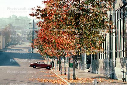 Leaves, fall colors, Autumn, Trees, Vegetation, Flora, Plants, Exterior, Outdoors, Outside, Curb, Sidewalk, Parked Car