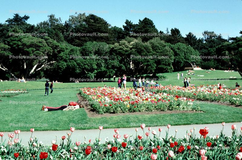 flowers, garden, lawn, trees, Conservatory Of Flowers, March 1980, 1980s
