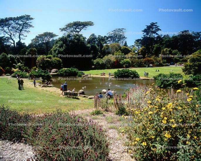 Strybing Arboretum, Gardens, Pond, Lawn