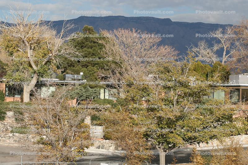 Trees and Homes, Albuquerque