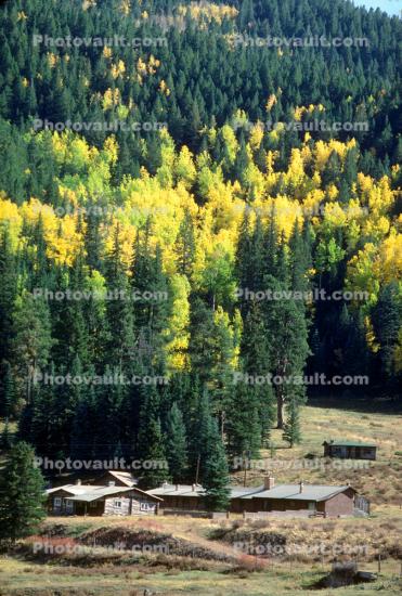 Aspen Trees, Forest, Ranch House, Homes