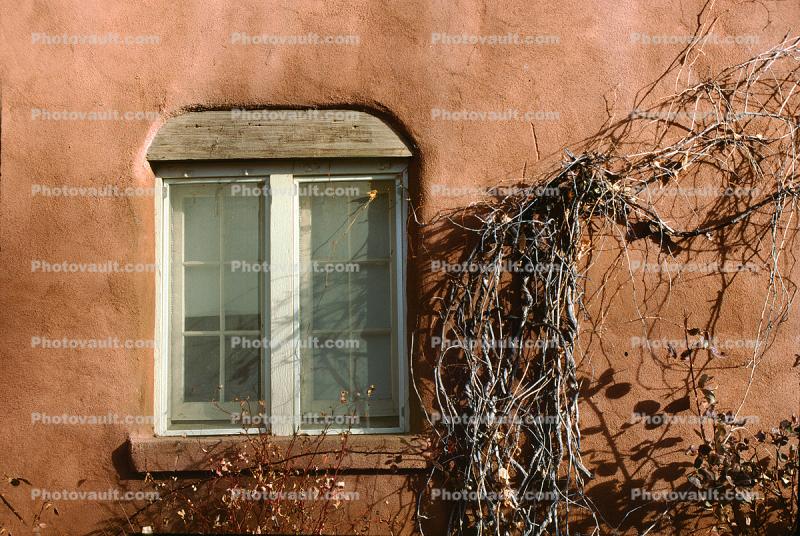 Window, wall, ivy