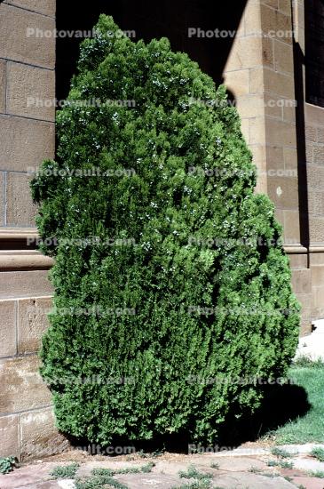 bush, Cathedral Basilica of Saint Francis of Assisi, Saint Francis Cathedral, Santa-Fe