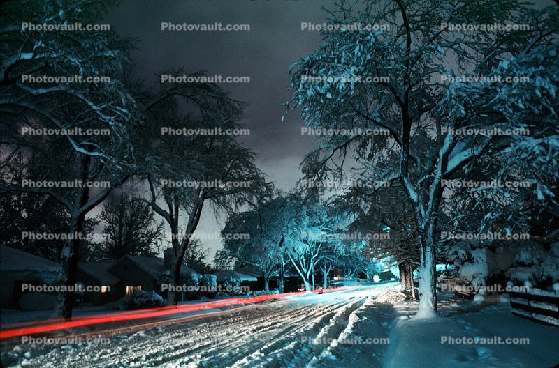 Trees Covered in Snow, snow storm, Nighttime, winter