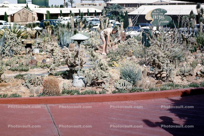 Desert Inn Cactus Garden, 1958, 1950s