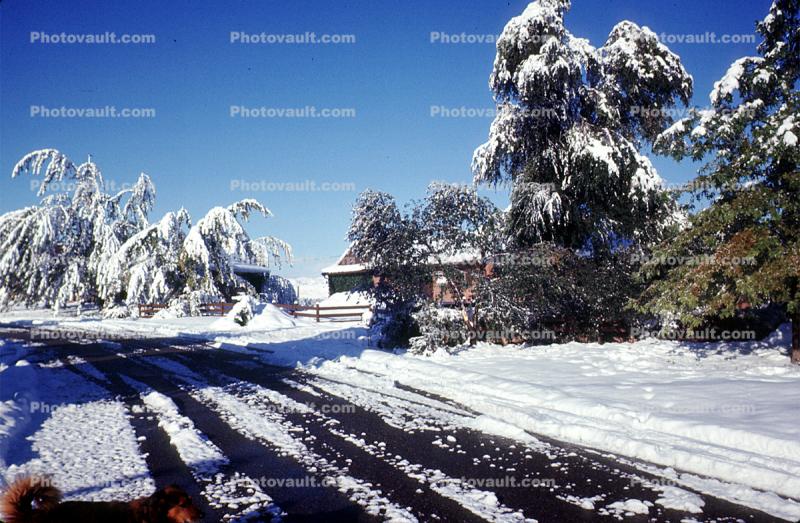 Cold Winter Trees, snow, ice, Wheat Ridge, Home, House, domestic, building