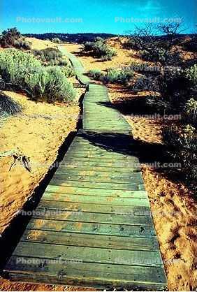 path, walkway, boardwalk, bush, Coral Pink Sand Dunes State Park