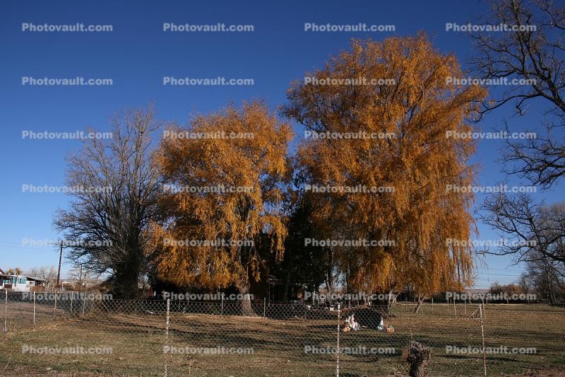 Trees, Autumn, Joseph City