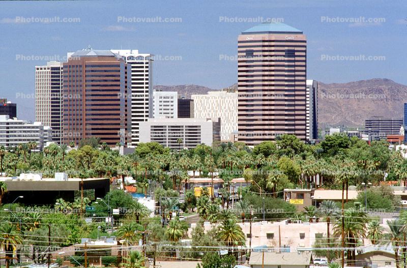 palm trees, downtown , Cityscape