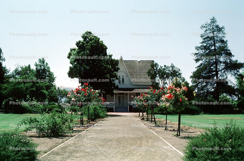 Path to Century House at Centennial Park, Garden, 10 August 1983