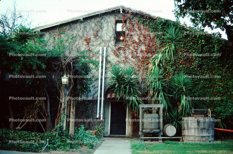 Wine Tasting Room, building, ivy, 15 October 1983