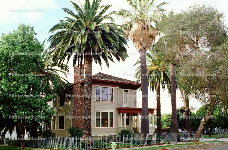 Palm Trees, House, Single Family Dwelling Unit, Home, lawn, residence, building