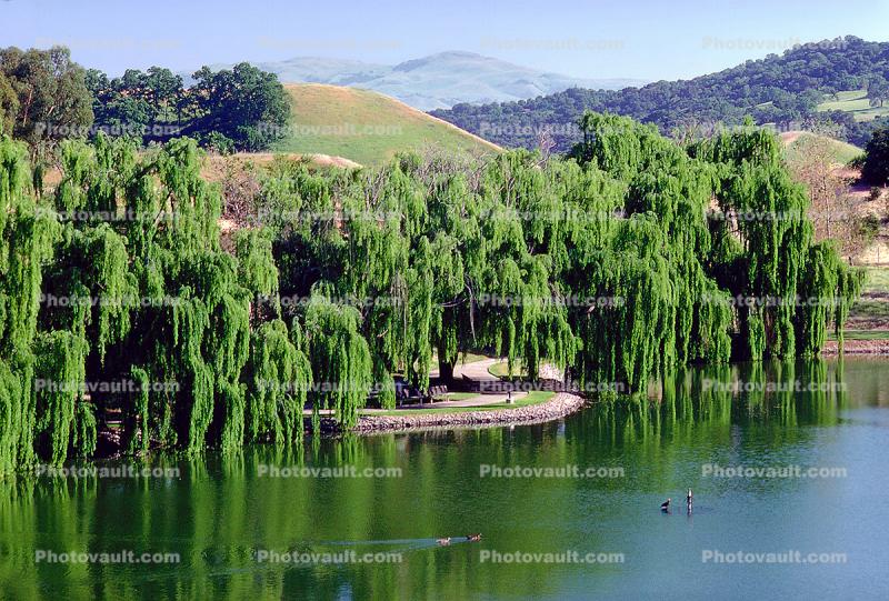 Weeping Willow Trees, Lake, Hills, 9 May 1984