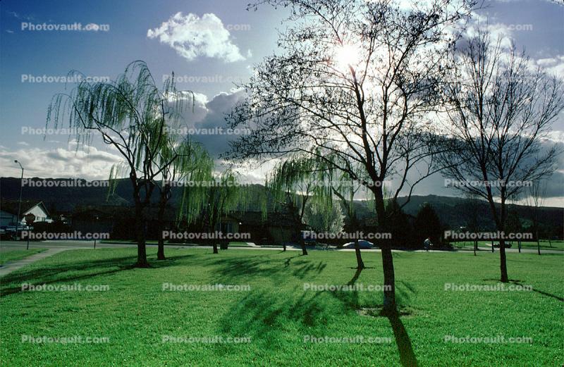 Willow Trees, 1986